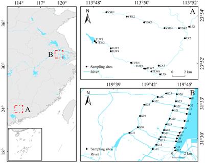 Phytoplankton in headwater streams: spatiotemporal patterns and underlying mechanisms